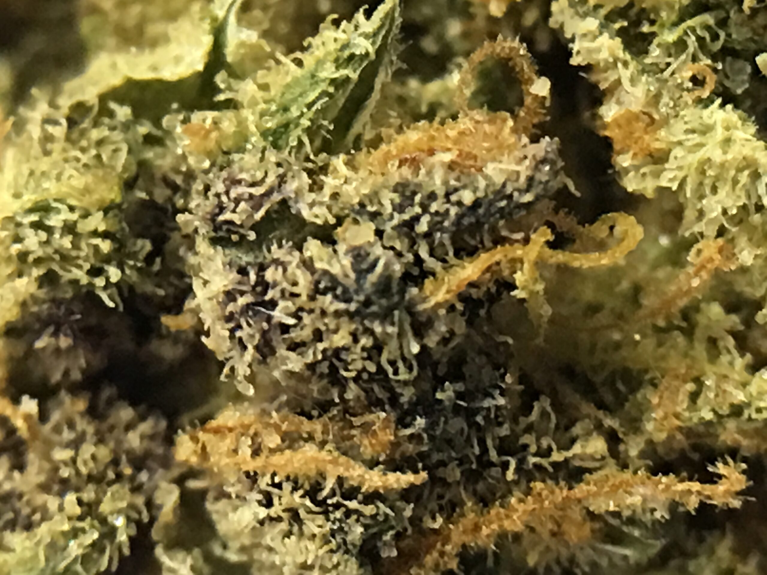 ISMOKE archive image 5 for Purple Mother of Berries Cannabis Strain Review