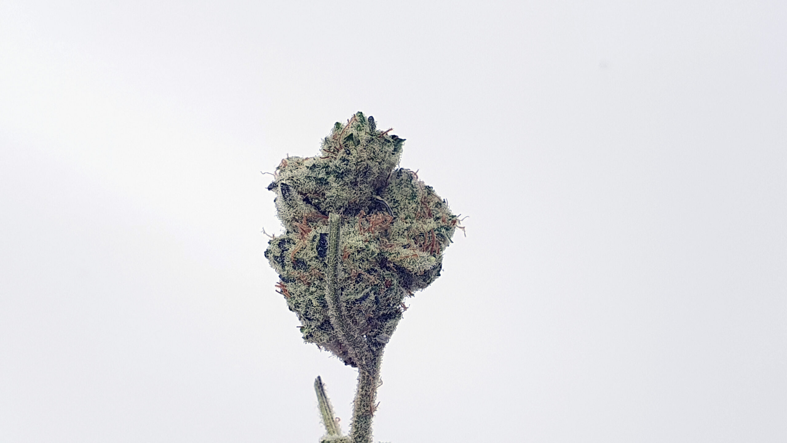 ISMOKE archive image 5 for Slurricane strain review