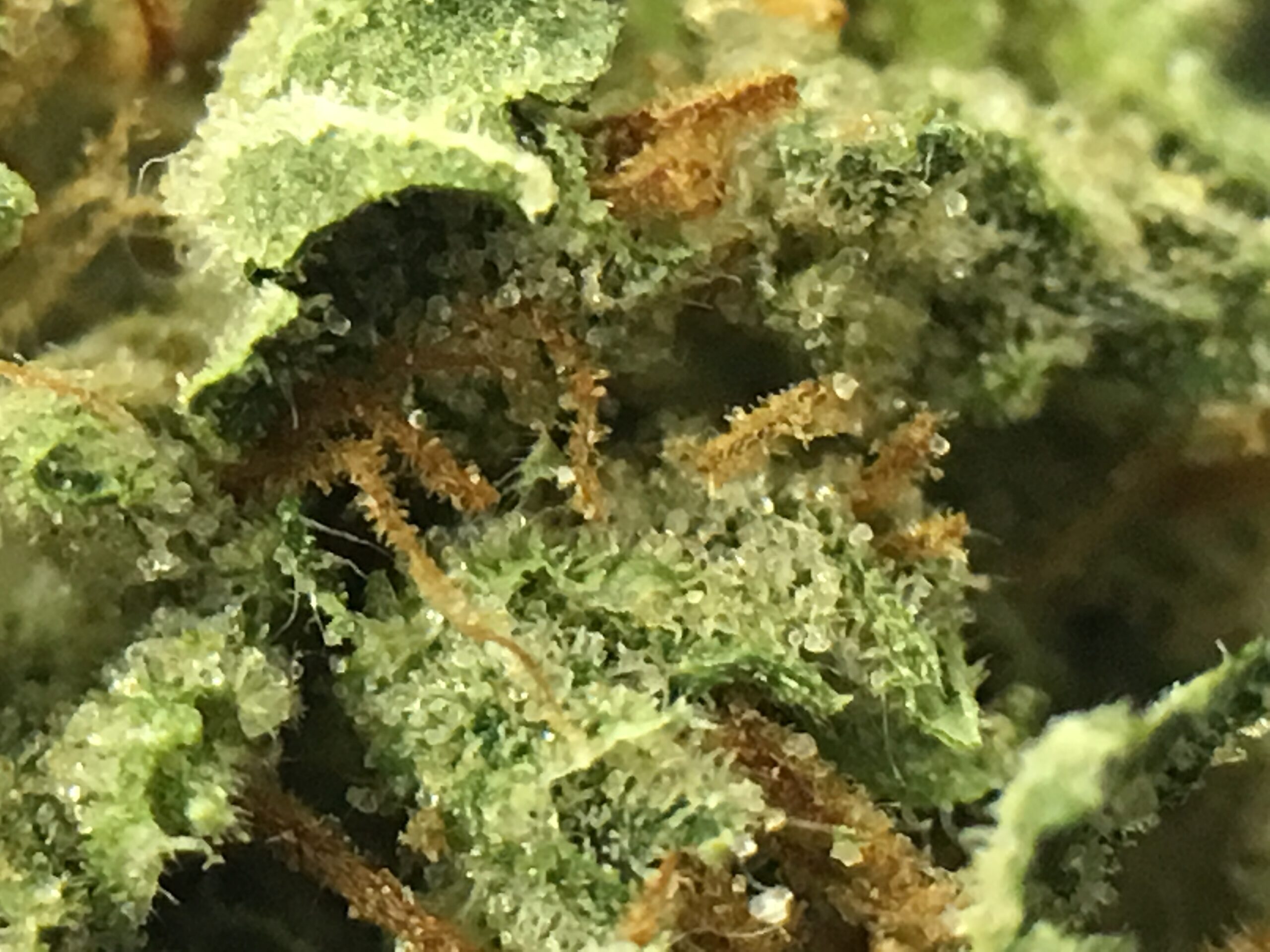 ISMOKE archive image 5 for Sour Diesel Haze Cannabis Strain Review